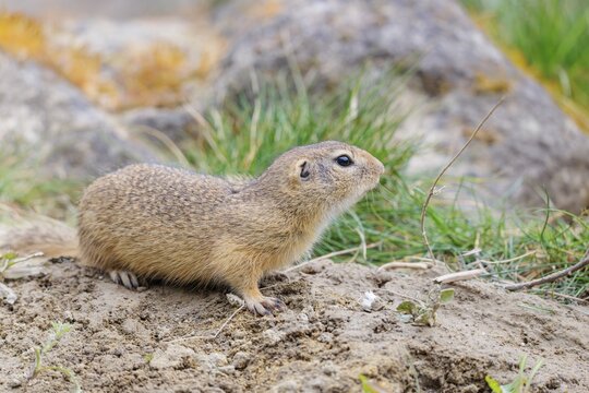 A fully grown European ground squirrel (Spermophilus citellus) sits in rocky terrain on a cloudy day. Austria