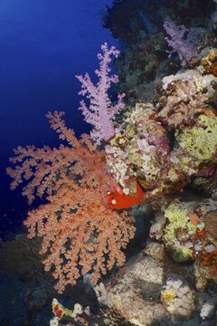 Pink and orange Hemprich's tree coral (Dendronephthya hemprichi), dive site Um Arouk, Saint Johns Reef, Red Sea, Egypt