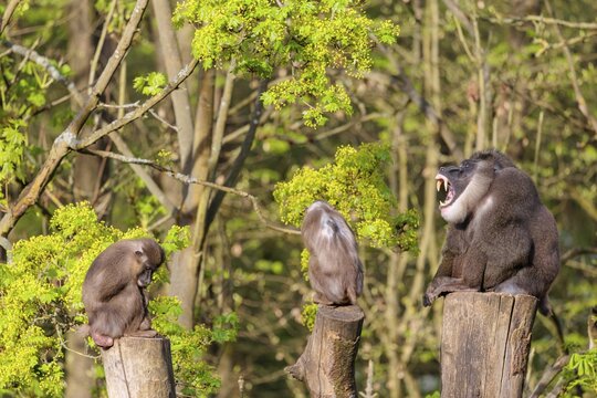 Three Drills (Mandrillus leucophaeus), a male and two females, sit high up on the three stumps of a cut tree and enjoy the early sunlight. A green forest can be seen in the background
