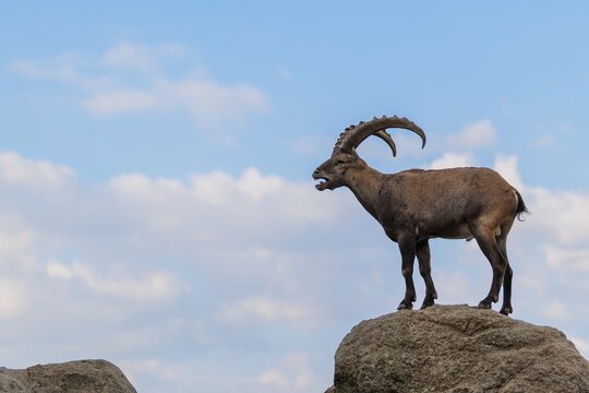 A male ibex (Capra ibex) stands on a rock. A blue sky with clouds can be seen in the background. Carinthia, Austria