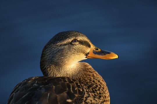Mallard (Anas platyrhynchos), female, animal portrait, Baden-W&uuml;rttemberg, Germany