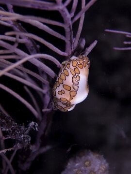 A flamingo tongue snail (Cyphoma gibbosum) clings to a shrub coral under water at night. Dive site John Pennekamp Coral Reef State Park, Key Largo, Florida Keys, Florida, USA