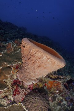Barrel sponge (Xestospongia testudinaria) in a diverse coral reef, SD dive site, Nusa Ceningan, Nusa Penida, Bali, Indonesia