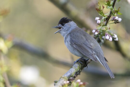 Blackcap, blackcap, blackcap, Sylvia atricapilla, birds, call, song, male, passeri, call, singing, songbirds, birds
