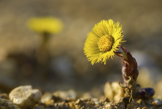 Asteraceae, brandy lettuce, coltsfoot, daisy, marchflower, horsefoot, tussilago farfara, coltsfoot, flora, plants