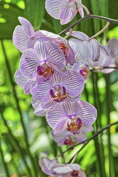 Butterfly orchid (Phalaenopsis), International Garden Exhibition, 2017, Berlin, Germany