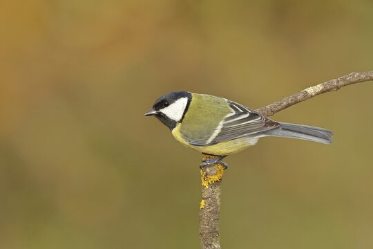 Great tit (Parus major), sitting on a branch, Wilnsdorf, North Rhine-Westphalia, Germany
