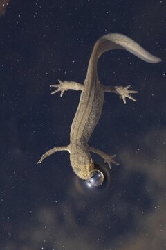 Smooth or Common newt (Lissotriton vulgaris) adult amphibian coming up for air on the surface of a garden pond, England, United KIngdom