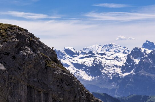 Alpine ibex (Capra ibex), summit donkey, Pilatus Kulm mountain station, in front of Swiss mountain range, Alps, snow-covered, Canton Lucerne, Switzerland
