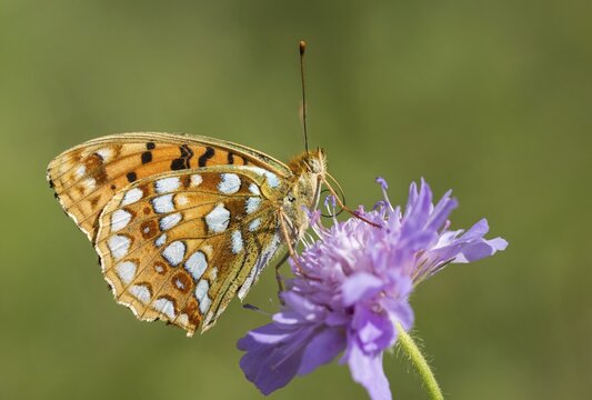 Argynnis adippe, Fabriciana adippe, fiery mother-of-pearl butterfly, high brown fritillary, mother-of-pearl butterfly, butterfly, butterflies, butterflies