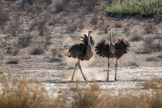 Two females, common ostrich (Struthio camelus) fluffed up up, Kgalagadi Transfrontier National Park, Northern Cape, South Africa