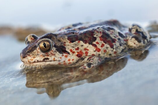 Common spadefoot, garlic toad, pelobates fuscus, amphibians, amphibians, amphibians, amphibians, toads
