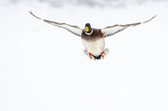 Flying mallard (anas platyrhynchos) in the snow, Vechta, Lower Saxony, Germany