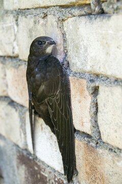 Apus apus, swift, apodidae, birds, growing, high size, portrait, young animal, juvenile, swift, sailor, birds