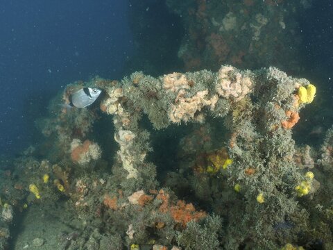 A fish swims on colorful sea sponges along a shipwreck in murky water, Giuseppe Dezza wreck dive site, Pula, Croatia, Mediterranean