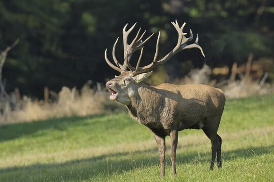 Red deer (Cervus elaphus) during the rutting season, a large stag roaring in a forest clearing, wildlife, Sauerland, North Rhine-Westphalia, Germany