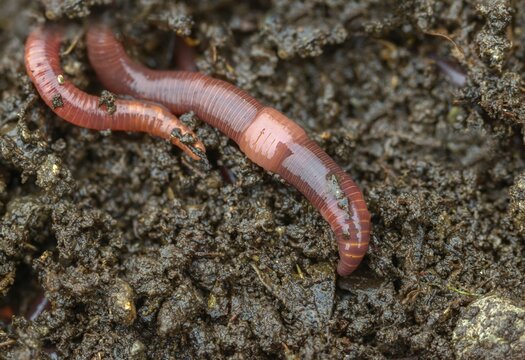 Annelida, clitellata, earthworm, shingles, lumbricidae, oligochaeta, annelids, few bristles, earthworm