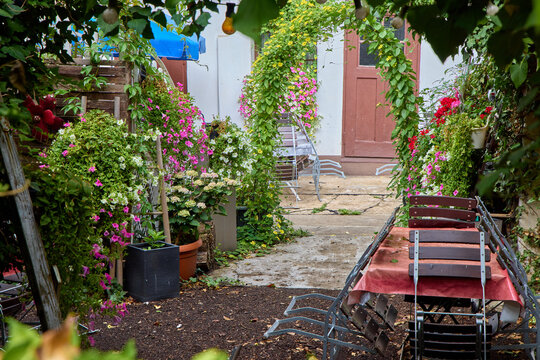 Cozy backyard garden patio with lush green climbing arches, blooming pink and white flowers in pots, wooden folding furniture, old brown door and light bulb garland in Germany.