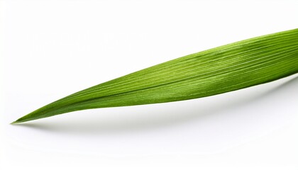 Obraz premium Blade Of Grass Isolated On White Background