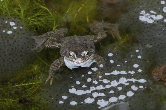 Common frog (Rana temporaria) adult amphibian amongst spawn eggs on the water surface of a garden pond in spring, England, United Kingdom