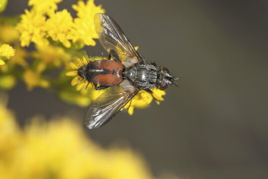 Close-up of a parasite fly (Eriothrix rufomaculata) on Solidago canadensis, with a macro shot and a summery feel, Baden-W&uuml;rttemberg, Germany