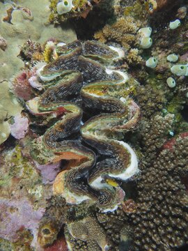 Fluted giant clam (Tridacna squamosa), killer clam, Sodwana Bay National Park dive site, Maputaland Marine Reserve, KwaZulu Natal, South Africa