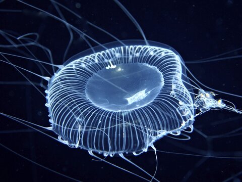 A transparent jellyfish, the crystal jellyfish (Aequorea forskalea), floats in deep, dark water with its long tentacles, dive site, Riviera Beach, Florida, USA