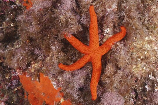 A red starfish (Echinaster sepositus) lying on seaweed in the sea, dive site Sec de la Jeaune Garde, Giens peninsula, Provence Alpes C&ocirc;te d'Azur, France