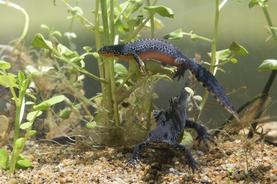 Alpine newt, mountain newt, ichthyosaura alpestris, mesotriton alpestris, triturus alpestris, amphibians, amphibians, amphibians, amphibians, amphibians, amphibians, amphibians, amphibians, amphibians, amphibians, amphibians, amphibians, amphibians, amphibians, amphibians, amphibians, amphibians, amphibians, amphibians, amphibians, amphibians, amphibians, amphibians, amphibians