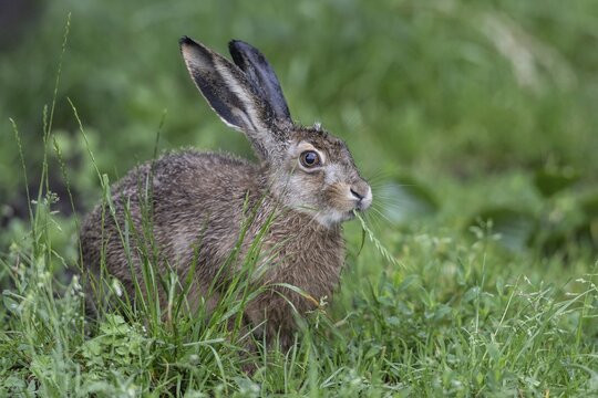 European hare (Lepus europaeus), Lower Saxony, Germany