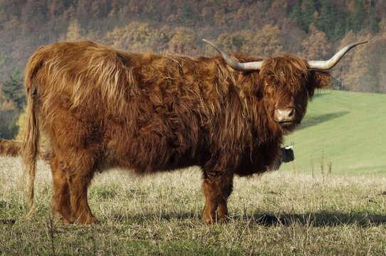Artiodactyla, bos primigenius f. taurus, even-toed ungulate, highland cattle, kyloe, cloven-hoofed, Scottish highland cattle, domesticated animals, extensive grazing, pet, highland cattle, mammals, cattle, mammals, wild pastures