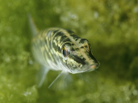Pike (Esox lucius) with striped pattern in front of green algae, dive site Zollbr&uuml;cke, Rheinau, Canton Zurich, Rhine, High Rhine, Switzerland, Jestetten, Germany