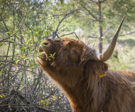Artiodactyla, bos primigenius f. taurus, even-toed ungulate, highland cattle, kyloe, cloven-hoofed, Scottish highland cattle, domesticated animals, woody bites, pet, highland cattle, landscape management, landscape preservation, mammals, cattle, mammals