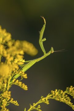 Brandenburg, Germany, European mantis, European praying mantis, mantis religiosa, mantis, Nabu, Nabu, Nabu project, national natural heritage, natural paradise Gr&uuml;nhaus, post-mining landscape, mantis, green house, high size, portrait format, insects, praying mantis