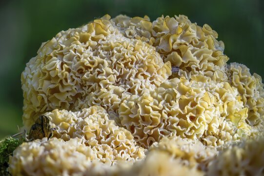 Bear skull, faisterling, fat hen, jewbeard, curly hen, curly goatbeard, giant morel, sparassis crispa, goatbeard, cauliflower fungus, fungi, fungus, mushrooms