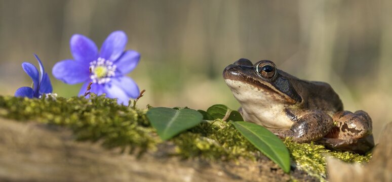 Agile frog, common hepatica, buttercup family, hepatica nobilis, liverwort, rana dalmatina, ranunculaceae, jumping frog, amphibians, amphibians, flora, frog, frogs, spring, liverwort, amphibians, plants, spring