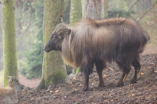 A male Himalayan Tahr (Hemitragus jemlahicus) stands in the forest on a foggy day