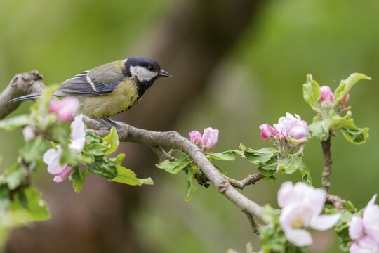 Great tit, great tit, fruit tree blossom, parus major, birds, spring, garden birds, tits, passeri, songbirds, song birds, spring, tits, birds