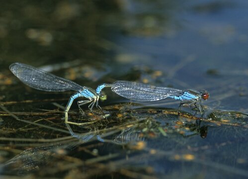 Erythromma viridulum, small pomegranate eye, small red-eyed damselfly, couple, damselflies, dragonflies, egg deposition, egg laying, female, insects, dragonflies, male, odonata, mating chain, female, zygoptera
