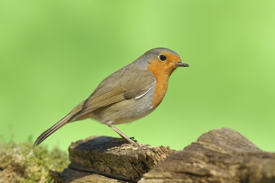 European robin (Erithacus rubecula) sitting on a root, Wilden, North Rhine-Westphalia, Germany
