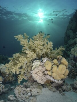 Broccoli tree (Litophyton arboreum) in the backlight, sun rays. Dive site House Reef, Mangrove Bay, El Quesir, Red Sea, Egypt