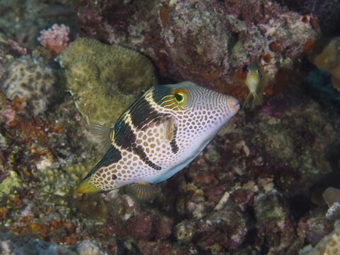 A colourful pufferfish with a spotted pattern, the saddle-spotted pufferfish (Canthigaster valentini), swimming off the coral reef at the Spice Reef dive site, Penyapangan, Bali, Indonesia