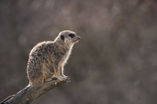 Meerkat (Suricata suricatta), alert, on a tree trunk, native to Africa, captive