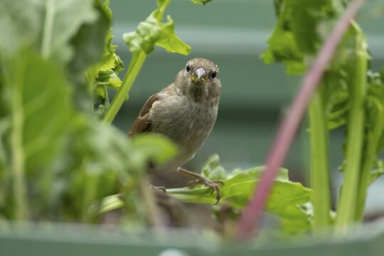 House sparrow (Passer domesticus) adult garden bird feeding on swiss chard vegetable plants in a raised bed in summer, England, United Kingdom