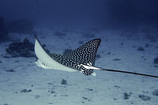 Spotted eagle ray (Aetobatus narinari) . Dive site House Reef, Mangrove Bay, El Quesir, Red Sea, Egypt