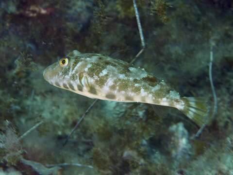 A Congo pufferfish (Sphoeroides marmoratus) swimming over seaweed, dive site: El Cabron Marine Reserve, Arinaga, Gran Canaria, Spain, Europe, Atlantic Ocean