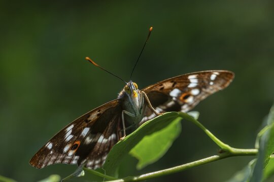 Apatura ilia, small Schiller butterfly, Lesser purple emperor, butterfly, insects, butterflies, butterflies, butterflies