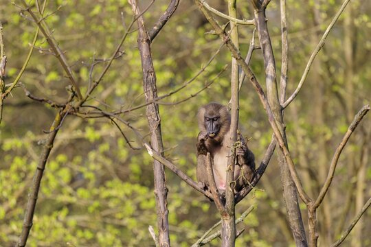 A young Drill (Mandrillus leucophaeus) sits high up in a tree, eating something. A green forest can be seen in the background