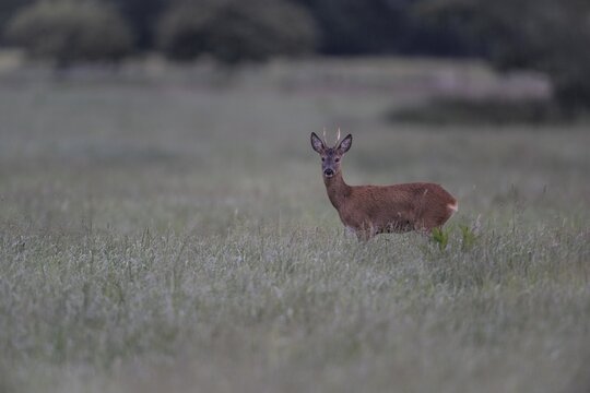 Roebuck (Capreolus capreolus) in a meadow, Lower Saxony, Germany