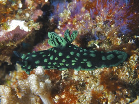 A green-spotted nudibranch, the neon star nudibranch (Nembrotha cristata), crawls across a colourful coral reef, SD dive site, Nusa Ceningan, Nusa Penida, Bali, Indonesia